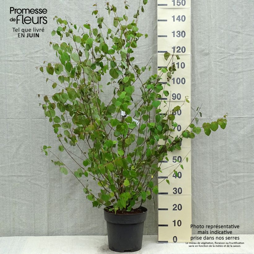 Example of Cercidiphyllum japonicum - Katsuraboom Pot van 7,5 l/10 l as you get in printemps