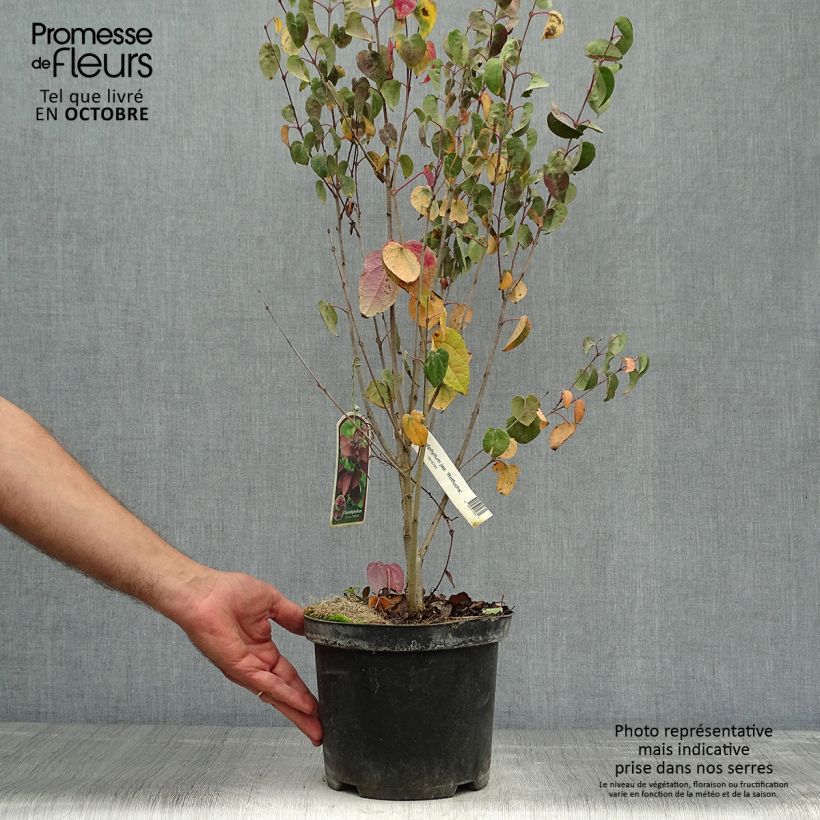 Exemplaar van Cercidiphyllum japonicum Rotfuchs - Katsuraboom Pot van 4 l/5 l zoals geleverd in de herfst