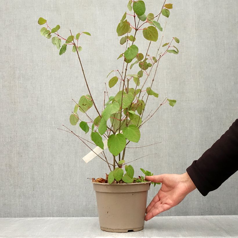 Exemplaar van Cercidiphyllum japonicum Râ - Katsuraboom Pot van 4 l/5 l zoals geleverd in de herfst