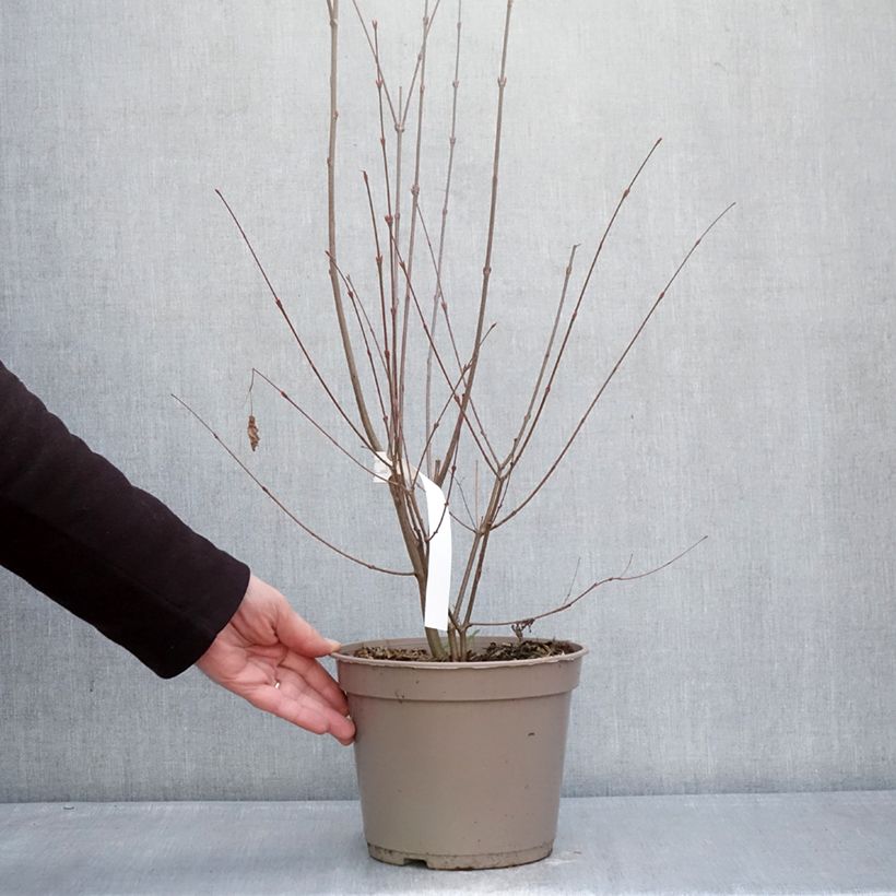 Example of Cercidiphyllum japonicum Râ - Katsuraboom Pot van 4 l/5 l as you get in hiver