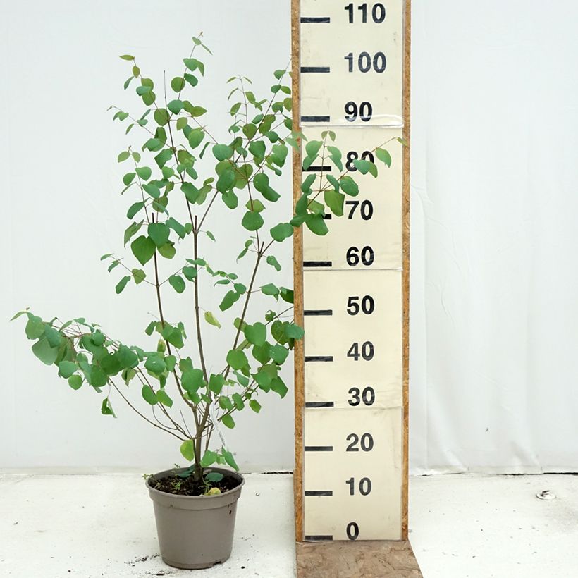 Exemplaar van Cercidiphyllum japonicum Râ - Katsuraboom Pot van 4 l/5 l zoals geleverd in de lente