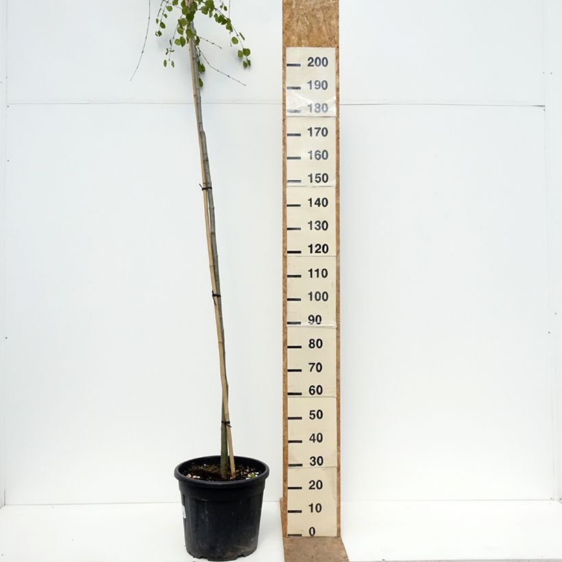 Exemplaar van Cercidiphyllum japonicum Morioka Weeping - Katsuraboom Pot de 30L/35L, Stengel zoals geleverd in de lente