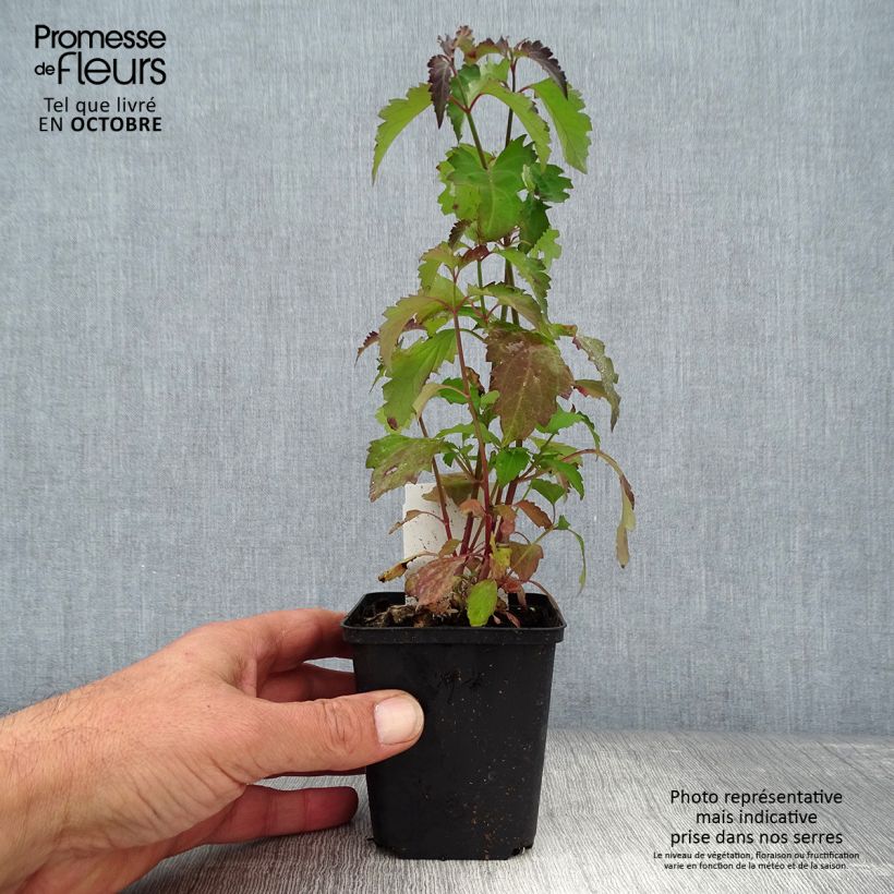 Exemplaar van Leycesteria formosa - Fazantenbes Kweekpotje van 8/9 cm zoals geleverd in de herfst
