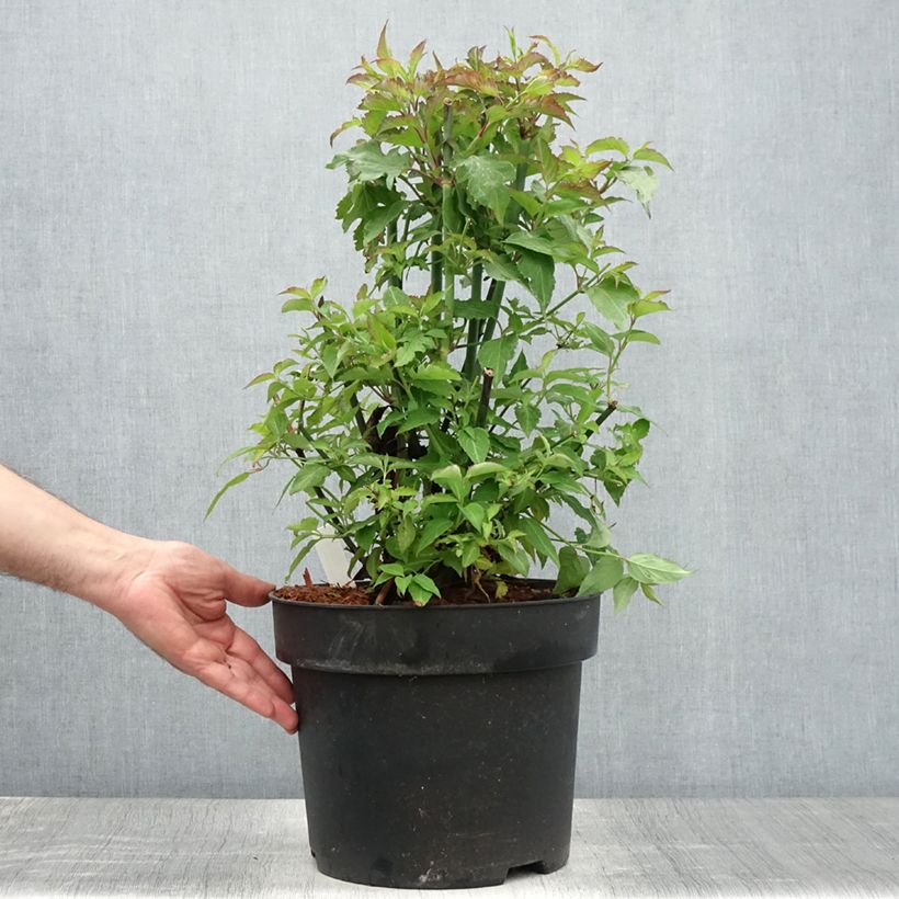 Exemplaar van Leycesteria formosa - Fazantenbes Pot van 7,5 l/10 l zoals geleverd in de zomer