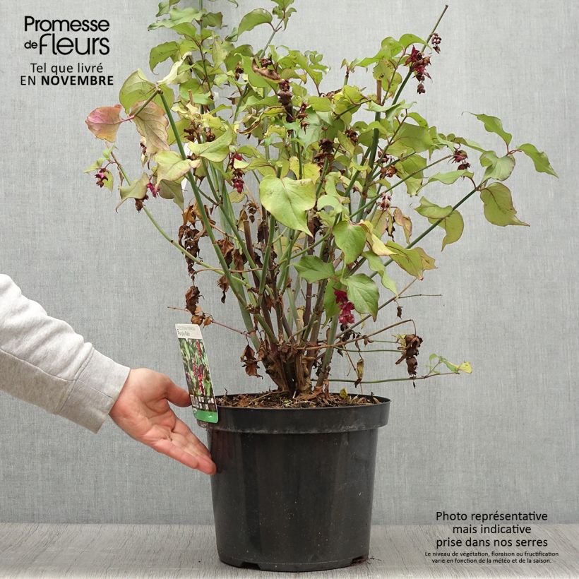 Exemplaar van Leycesteria formosa Purple Rain - Fazantenbes Pot van 7,5 l/10 l zoals geleverd in de herfst