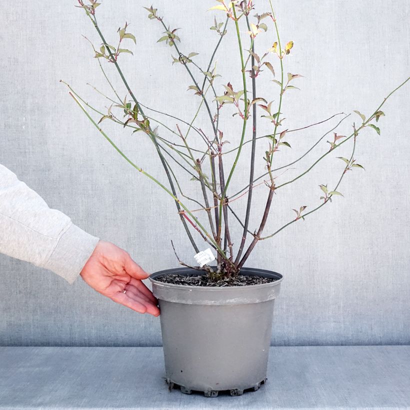 Example of Leycesteria formosa Purple Rain - Fazantenbes Pot van 7,5 l/10 l as you get in printemps