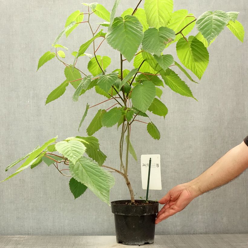 Exemplaar van Davidia involucrata vilmoriniana - Zakdoekjesboom Pot van 3 l/4 l zoals geleverd in de zomer