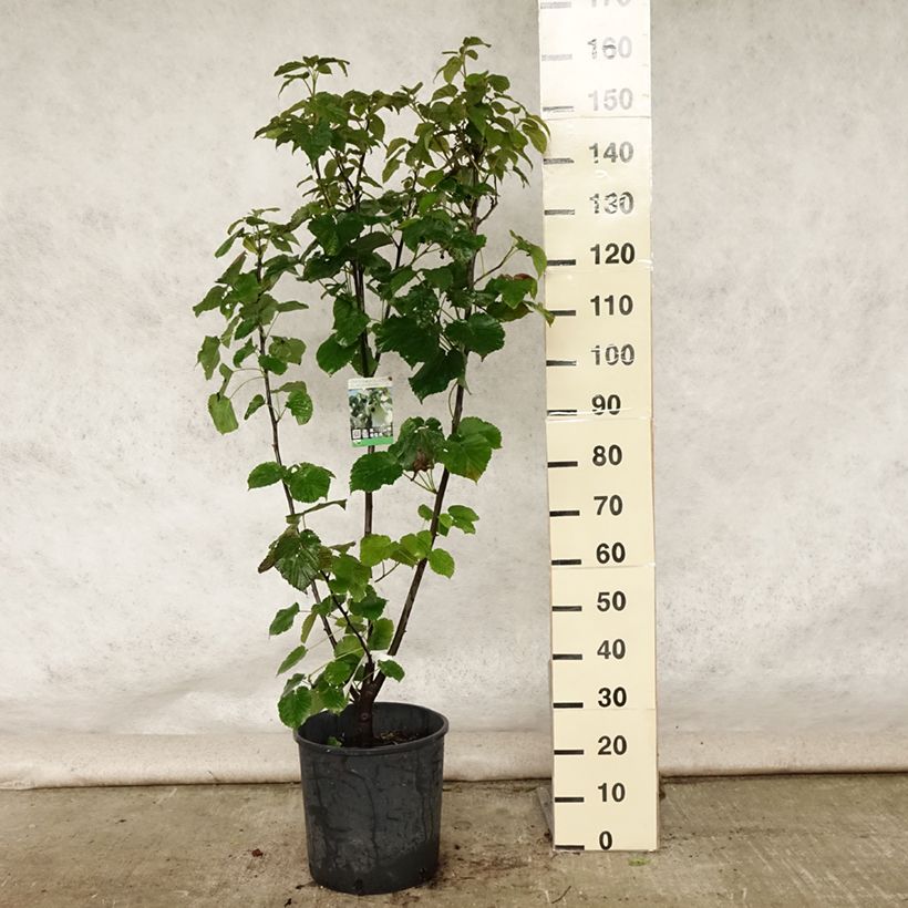 Exemplaar van Davidia involucrata vilmoriniana - Zakdoekjesboom Pot van 18 l/20 l zoals geleverd in de zomer