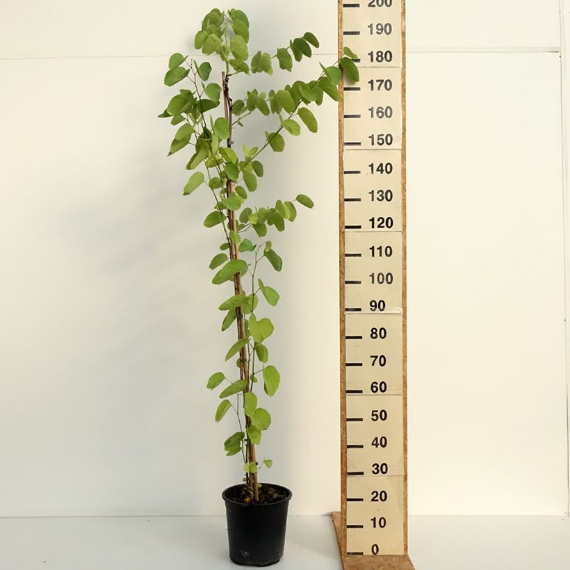 Exemplaar van Bauhinia purpurea - Orchideeënboom Pot van 7,5 l/10 l zoals geleverd in de zomer