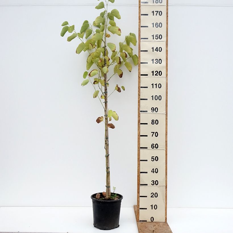 Exemplaar van Bauhinia purpurea - Orchideeënboom Pot van 7,5 l/10 l zoals geleverd in de winter