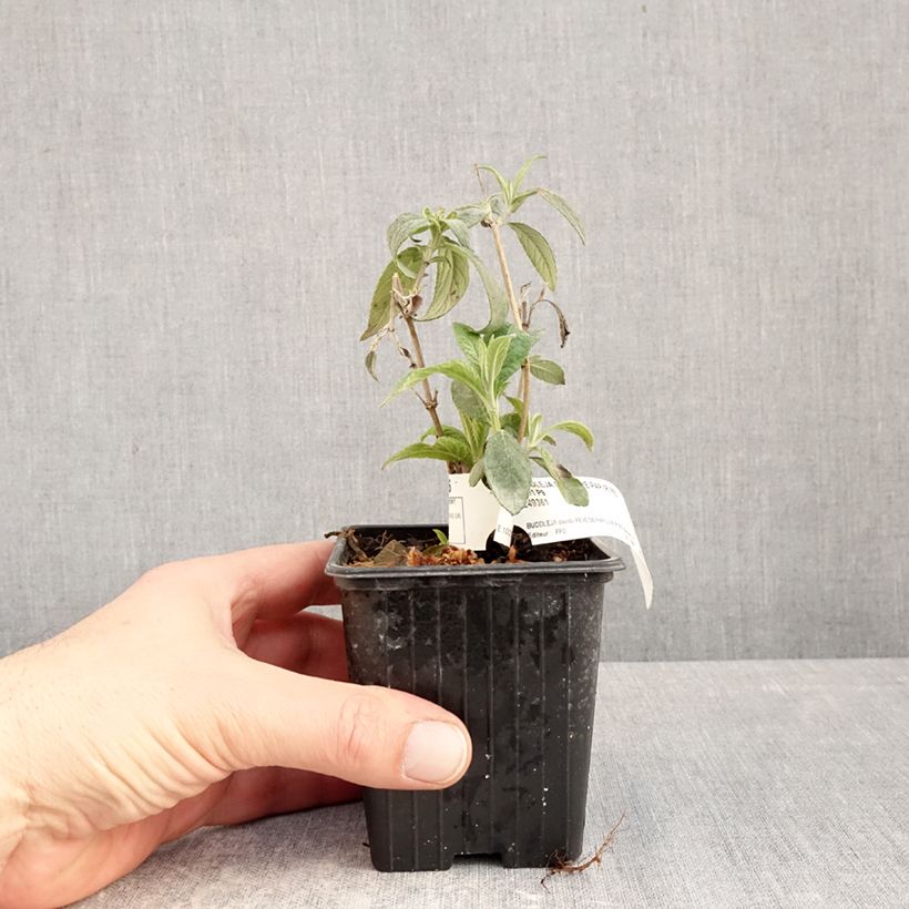 Exemplaar van Vlinderstruik Rêve de Papillon Rood - Buddleja Kweekpotje van 8/9 cm zoals geleverd in de winter