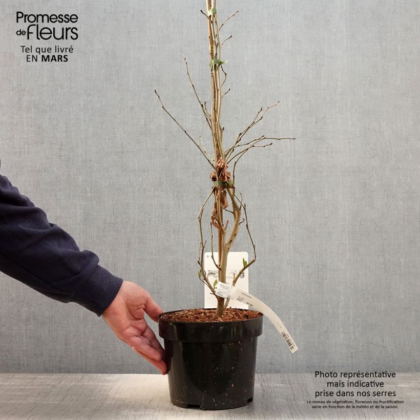 Example of Parrotia persica - Perzisch IJzerhout Pot van 3 l/4 l as you get in printemps