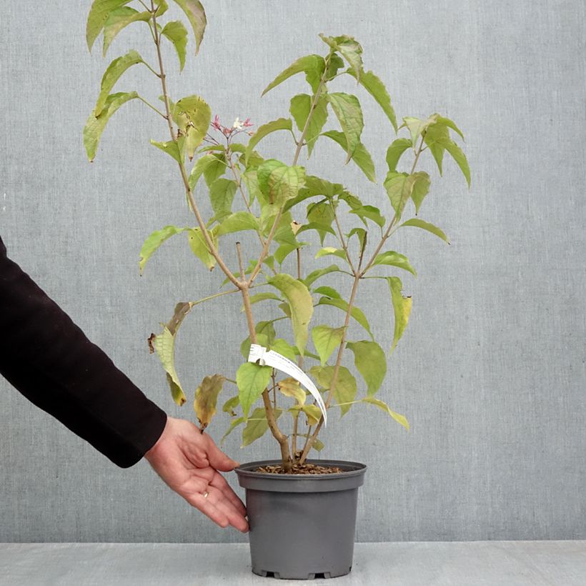 Exemplaar van Clerodendrum trichotomum - Kansenboom Pot van 3 l/4 l zoals geleverd in de herfst