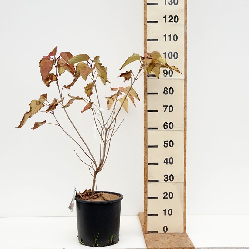 Exemplaar van Clerodendrum trichotomum - Kansenboom Pot van 7,5 l/10 l zoals geleverd in de herfst