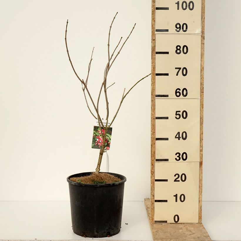 Exemplaar van Arbre de la chance - Clerodendrum trichotomum, clérodendron Pot de 7,5L/10L zoals geleverd in de winter