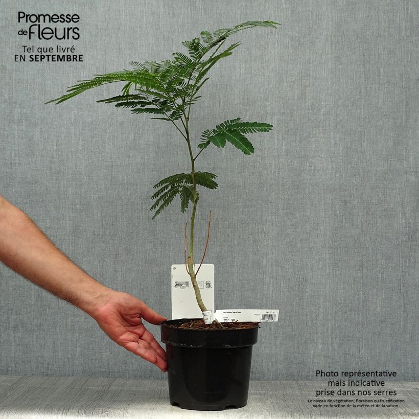 Exemplaar van Albizia julibrissin Rouge de Tuilière - Arbre à soie Pot de 3L/4L zoals geleverd in de herfst