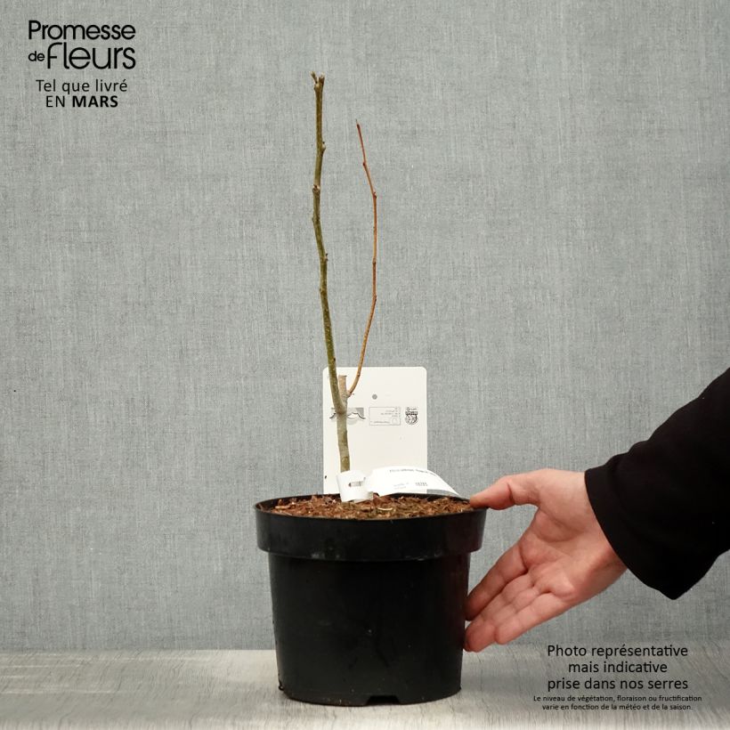 Exemplaar van Albizia julibrissin Rouge de Tuilière - Perzische slaapboom Pot van 3 l/4 l zoals geleverd in de lente