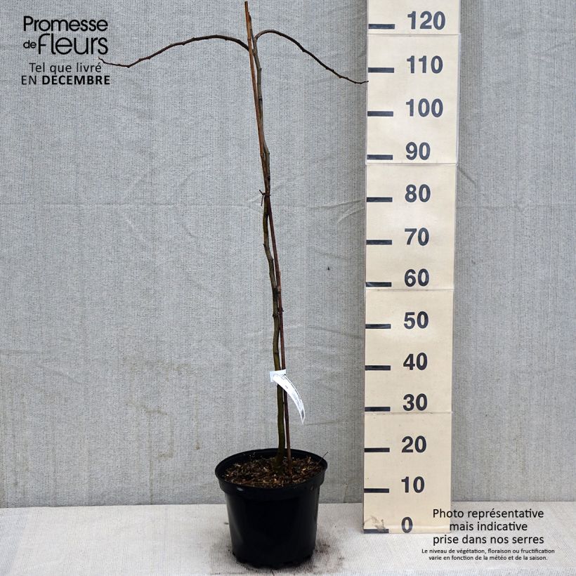 Exemplaar van Albizia julibrissin Shidare - Perzische slaapboom Pot van 7,5 l/10 l zoals geleverd in de herfst