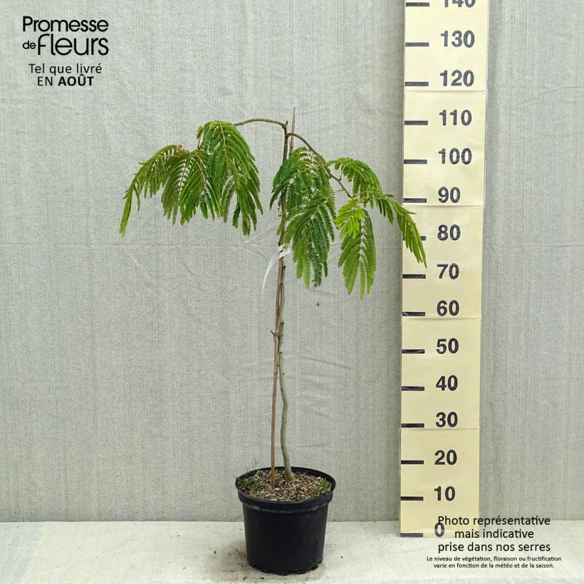 Exemplaar van Albizia julibrissin Shidare - Perzische slaapboom Pot van 7,5 l/10 l zoals geleverd in de zomer