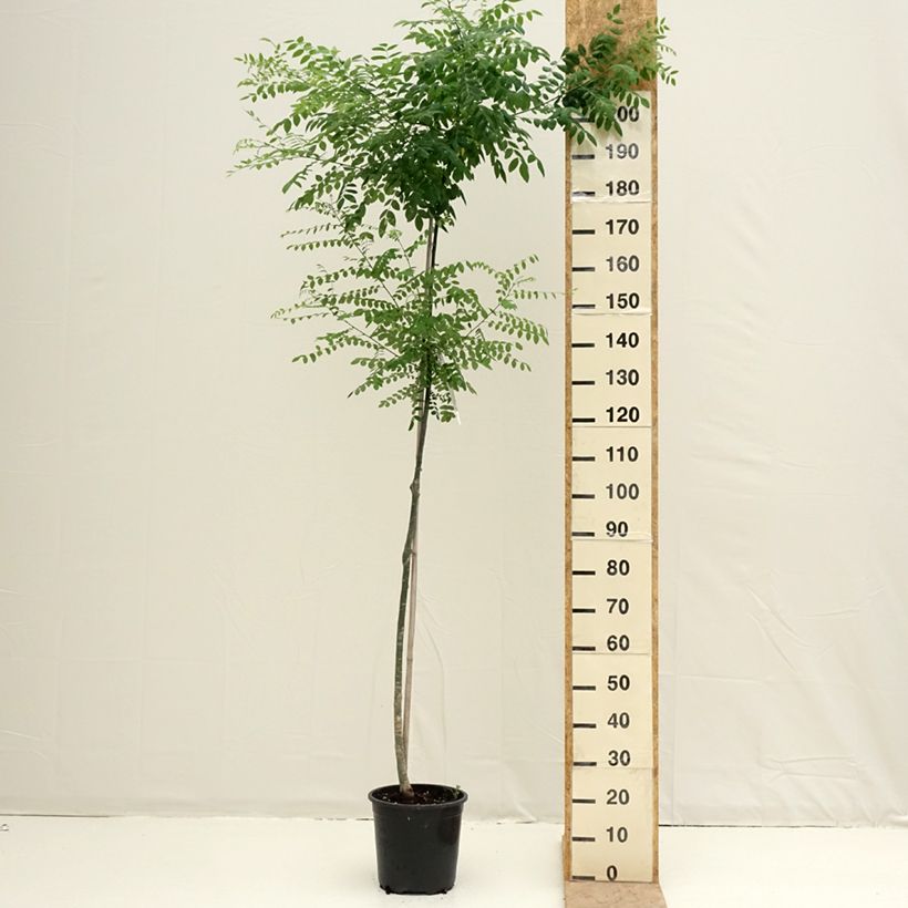 Exemplaar van Sophora japonica - Honingboom Pot van 7,5 l/10 l zoals geleverd in de lente