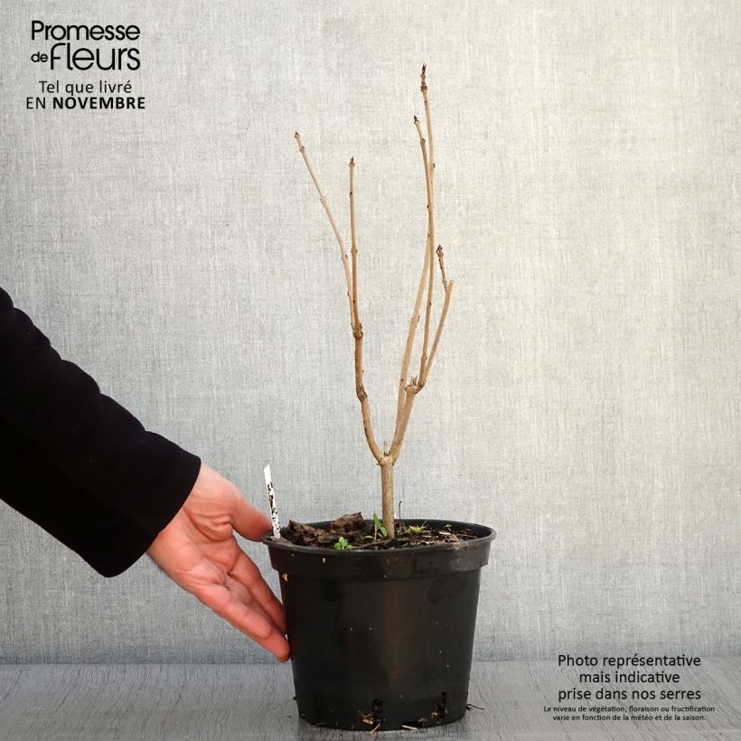 Exemplaar van Kansenboom Fargesii - Clerodendrum trichotomum Pot van 2 l/3 l zoals geleverd in de herfst
