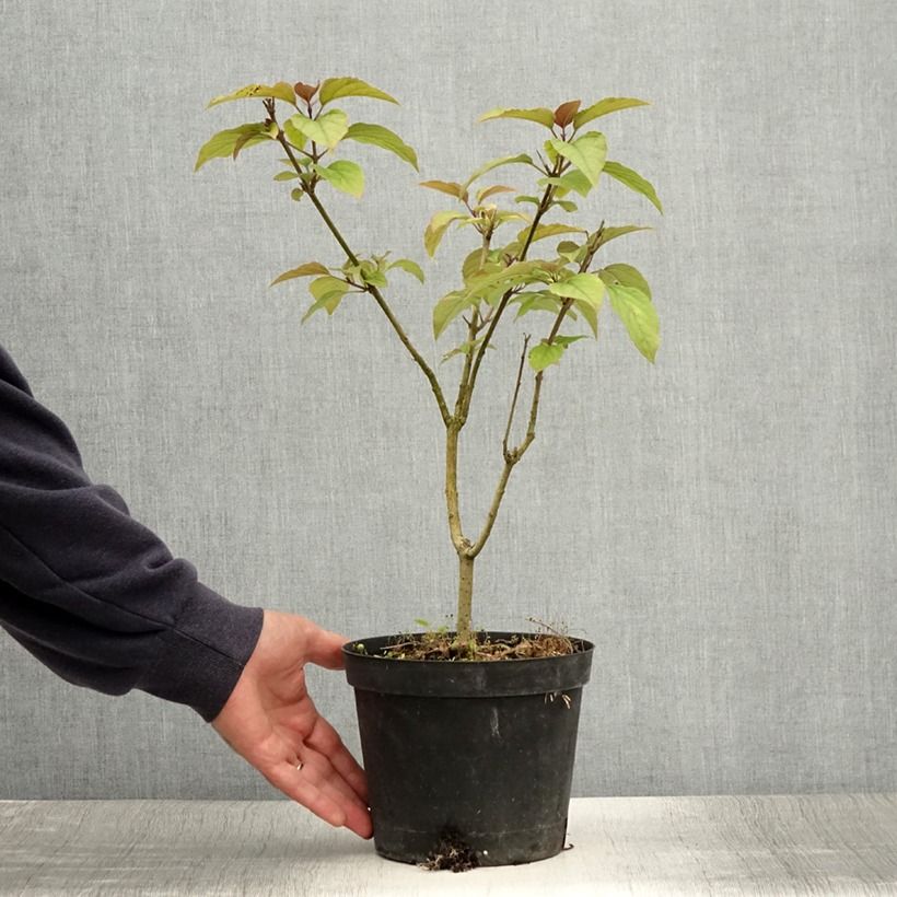 Exemplaar van Kansenboom Fargesii - Clerodendrum trichotomum Pot van 2 l/3 l zoals geleverd in de zomer