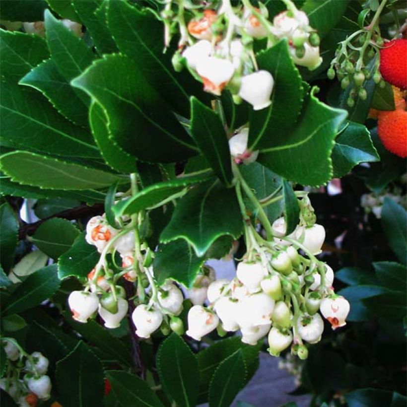 Arbutus unedo - Aardbeiboom (Bloei)