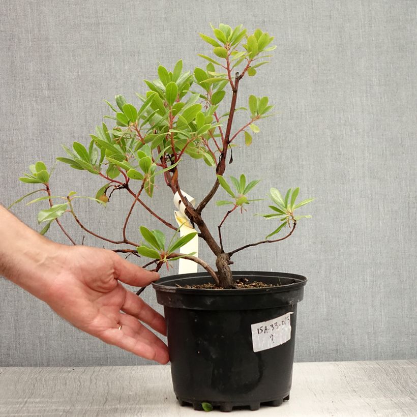Exemplaar van Arbutus unedo - Aardbeiboom Pot van 2 l/3 l zoals geleverd in de zomer