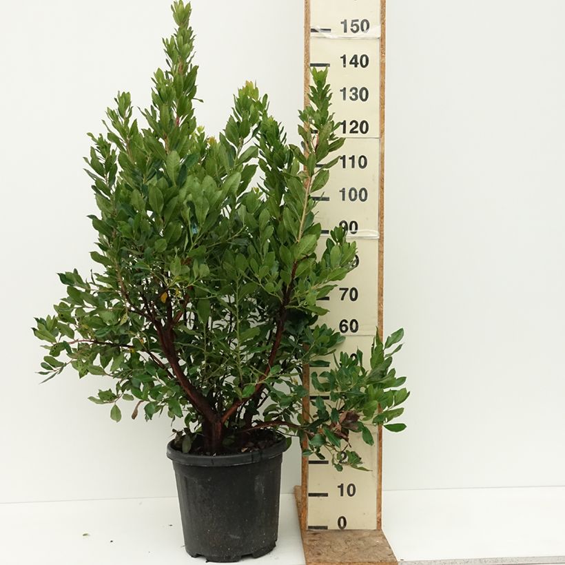 Exemplaar van Arbutus unedo - Aardbeiboom Pot van 18 l/20 l zoals geleverd in de zomer