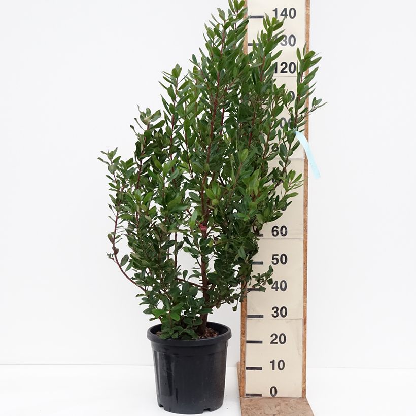Exemplaar van Arbutus unedo - Aardbeiboom Pot van 18 l/20 l zoals geleverd in de winter