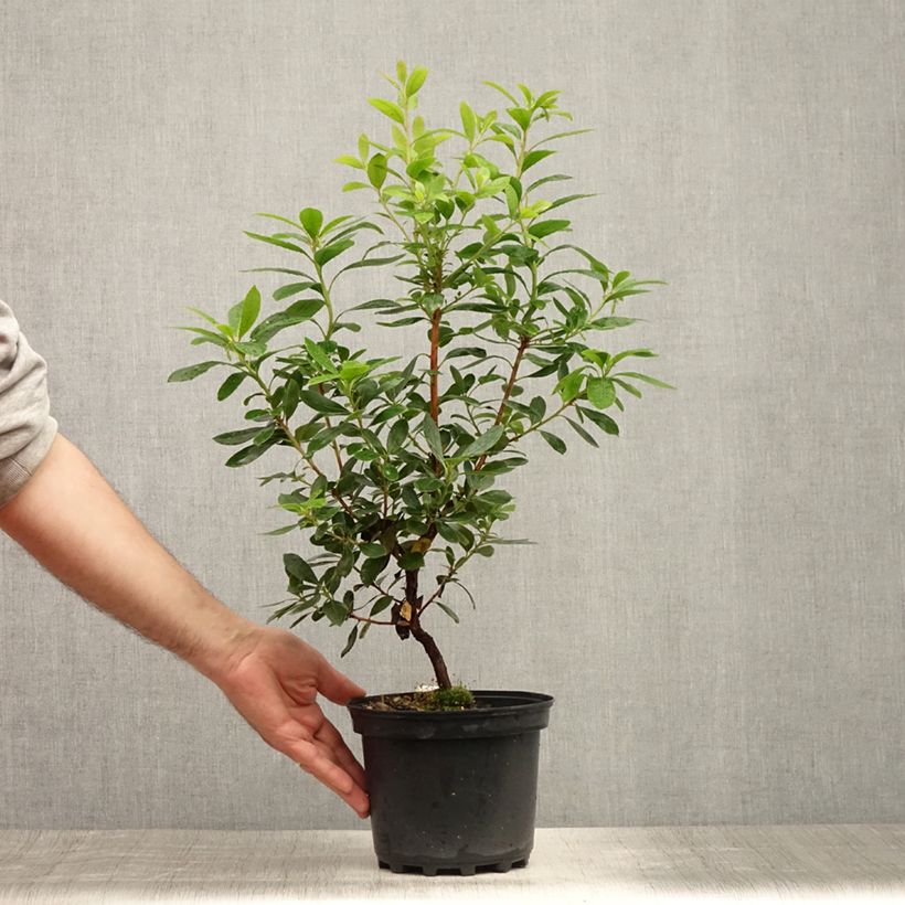 Exemplaar van Arbutus unedo Compacta - Aardbeiboom Pot van 2 l/3 l zoals geleverd in de zomer