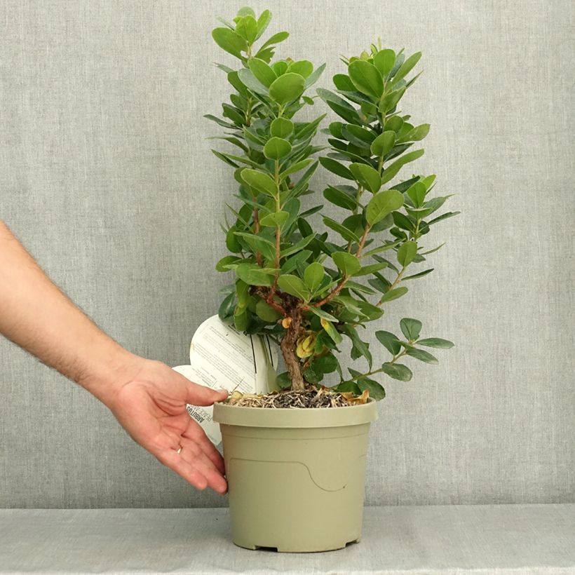 Exemplaar van Arbutus unedo Peace and Love - Aardbeiboom Pot van 2 l/3 l zoals geleverd in de zomer