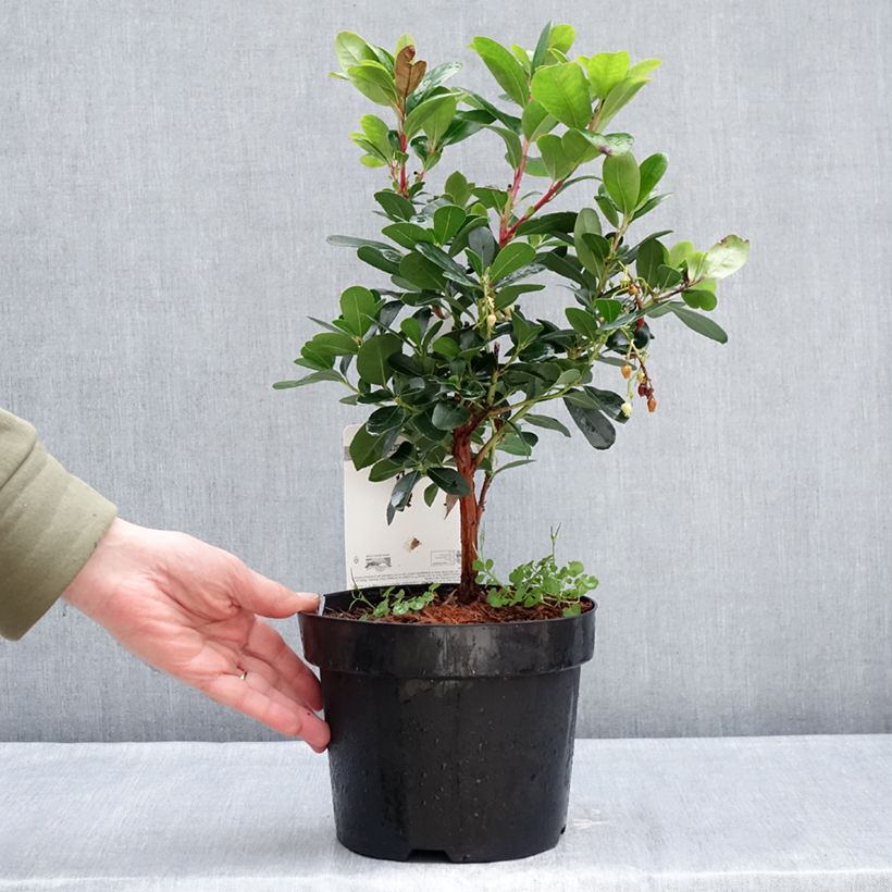 Exemplaar van Arbutus unedo Peace and Love - Aardbeiboom Pot van 3 l/4 l zoals geleverd in de winter