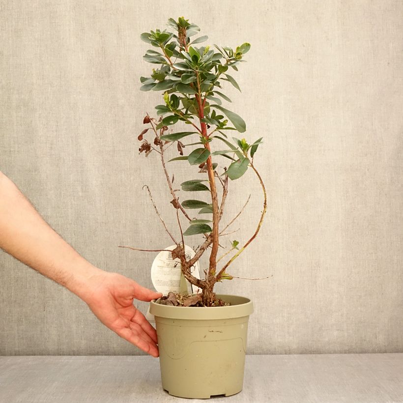 Exemplaar van Arbutus unedo Peace and Love - Aardbeiboom Pot van 3 l/4 l zoals geleverd in de lente