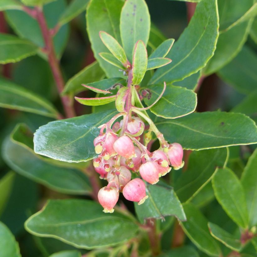 Arbutus unedo Roselily - Aardbeiboom (Bloei)