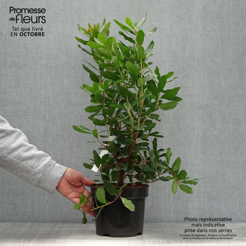Exemplaar van Arbutus unedo Roselily - Aardbeiboom Pot van 3 l/4 l zoals geleverd in de herfst