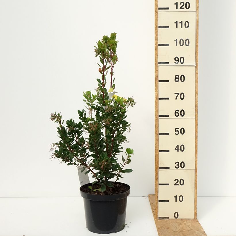 Exemplaar van Arbutus unedo Rubra - Aardbeiboom Pot van 7,5 l/10 l zoals geleverd in de herfst