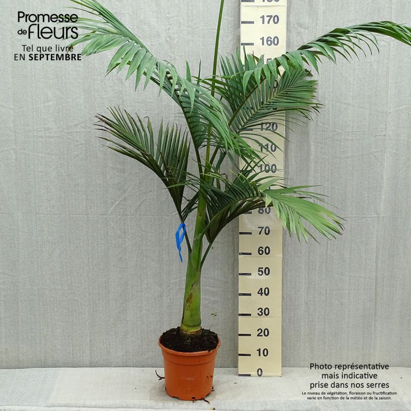 Exemplaar van Archontophoenix alexandrae - Koningspalm Pot van 7,5 l/10 l zoals geleverd in de herfst