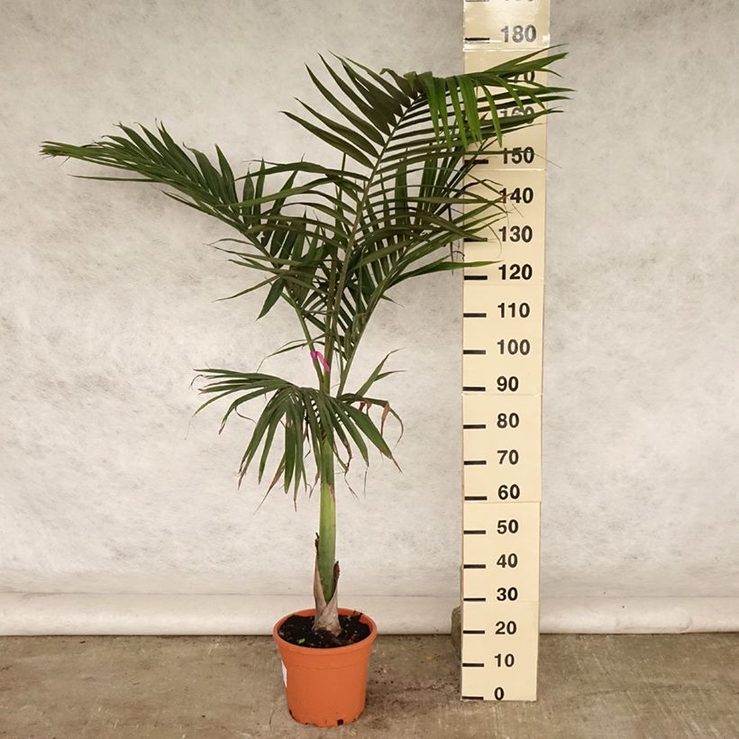 Exemplaar van Archontophoenix alexandrae - Koningspalm Pot van 7,5 l/10 l zoals geleverd in de zomer