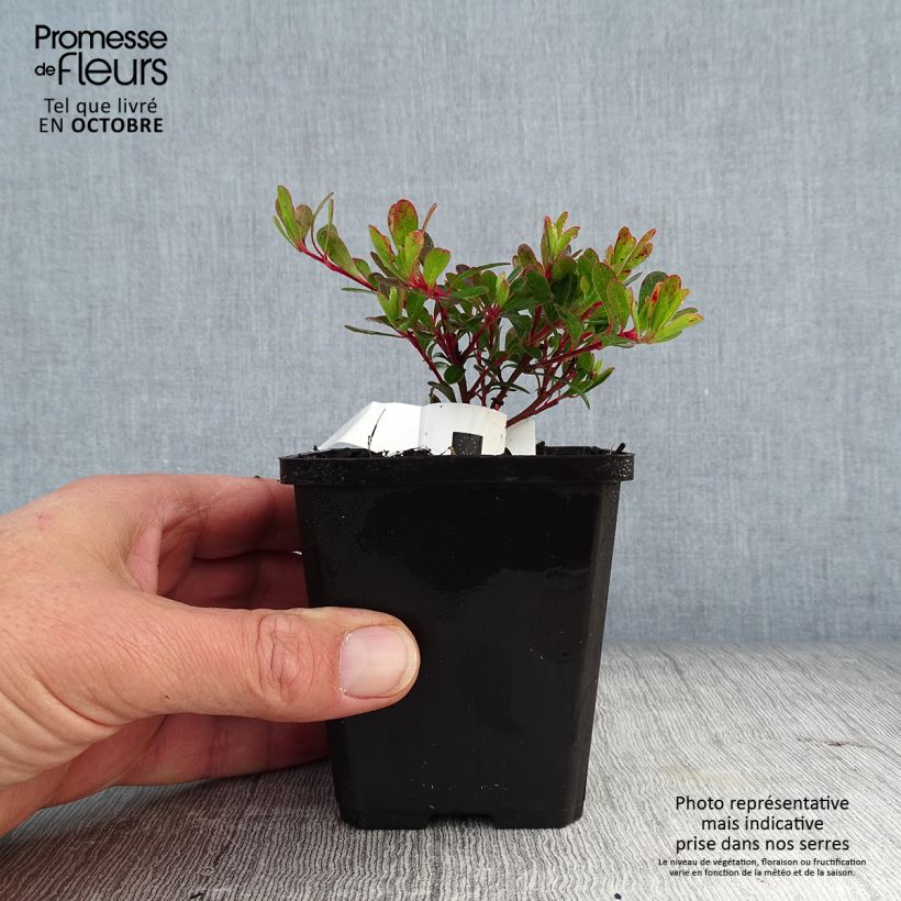 Exemplaar van Arctostaphylos uva-ursi - Berendruif Kweekpotje van 8/9 cm zoals geleverd in de herfst