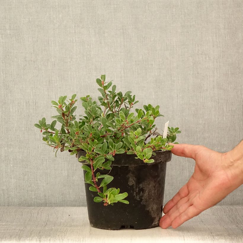 Exemplaar van Arctostaphylos uva-ursi - Berendruif Pot van 3 l/4 l zoals geleverd in de zomer
