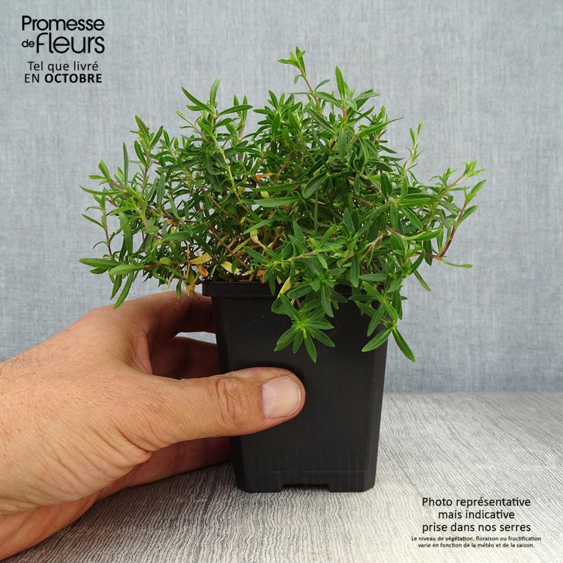 Exemplaar van Arenaria montana - Zandkruid Kweekpotje van 8/9 cm zoals geleverd in de herfst