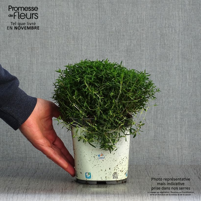 Exemplaar van Arenaria montana - Zandkruid Pot van 2 l/3 l zoals geleverd in de herfst