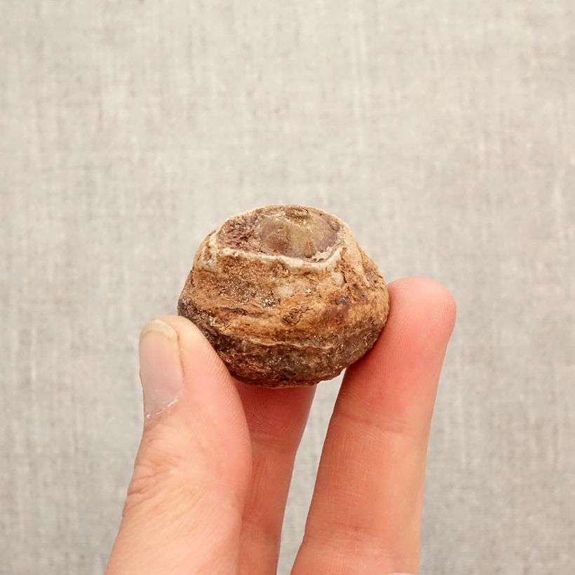 Exemplaar van Arisaema concinnum - Jan-op-de-preekstoel Bol zoals geleverd in de lente
