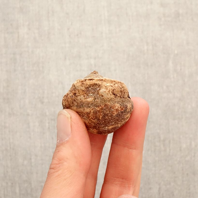 Exemplaar van Arisaema consanguineum - Cobralelie Bol zoals geleverd in de lente