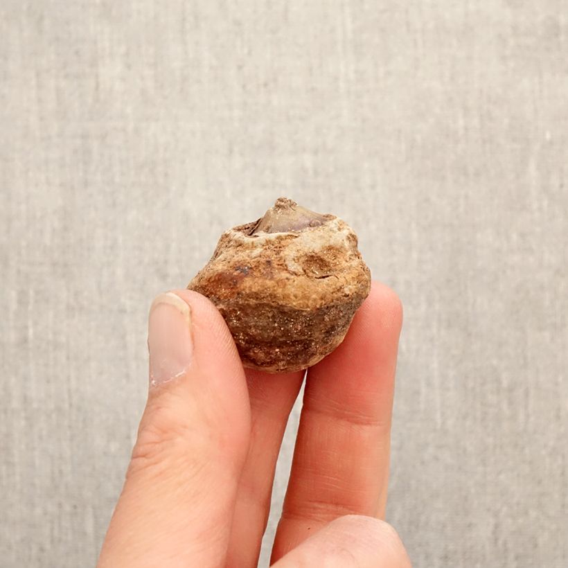 Exemplaar van Arisaema dracontium - Cobralelie Bol zoals geleverd in de lente