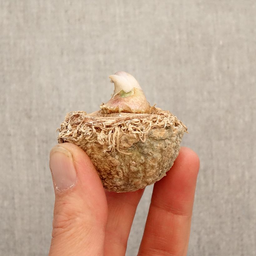 Exemplaar van Arisaema tortuosum - Cobralelie Bol zoals geleverd in de lente