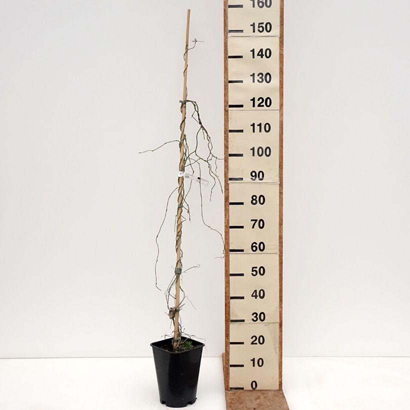 Exemplaar van Aristolochia macrophylla - Grote pijpbloem Pot van 6 l/7 l zoals geleverd in de winter