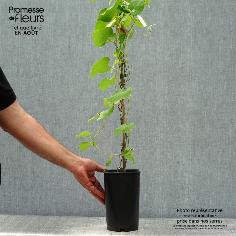 Exemplaar van Aristolochia macrophylla - Grote pijpbloem Pot van 2 l/3 l zoals geleverd in de zomer