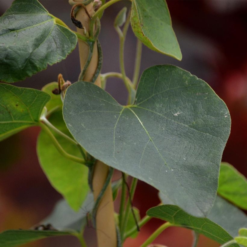 Aristolochia durior - Grote pijpbloem (Blad)